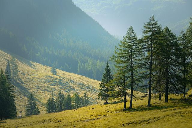 Forêts et montagnes